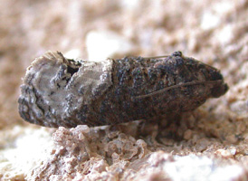 Locust-twig Borer